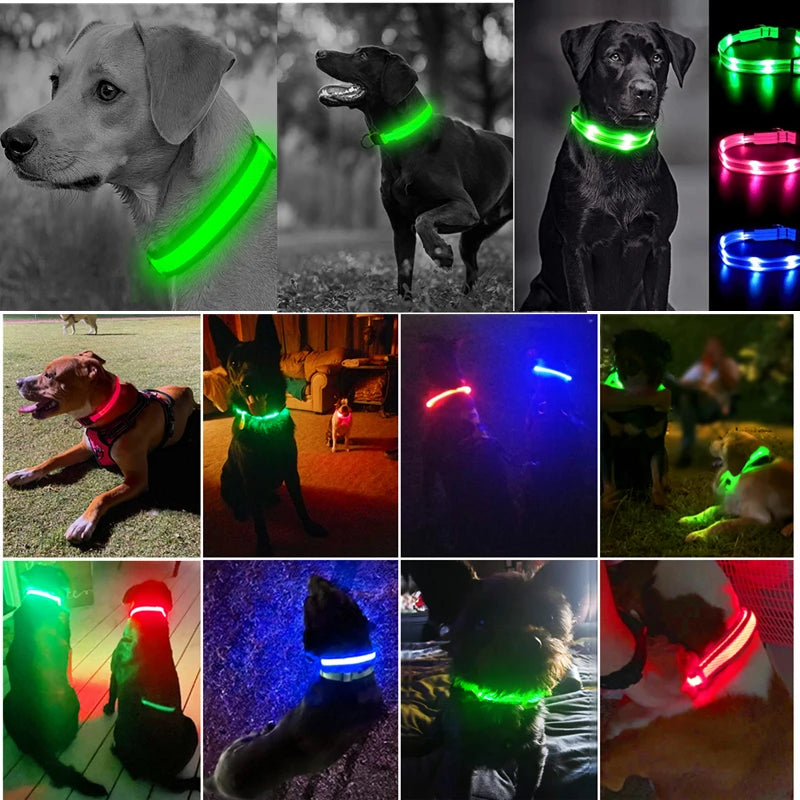 Collier LED rechargeable par USB pour animaux de compagnie