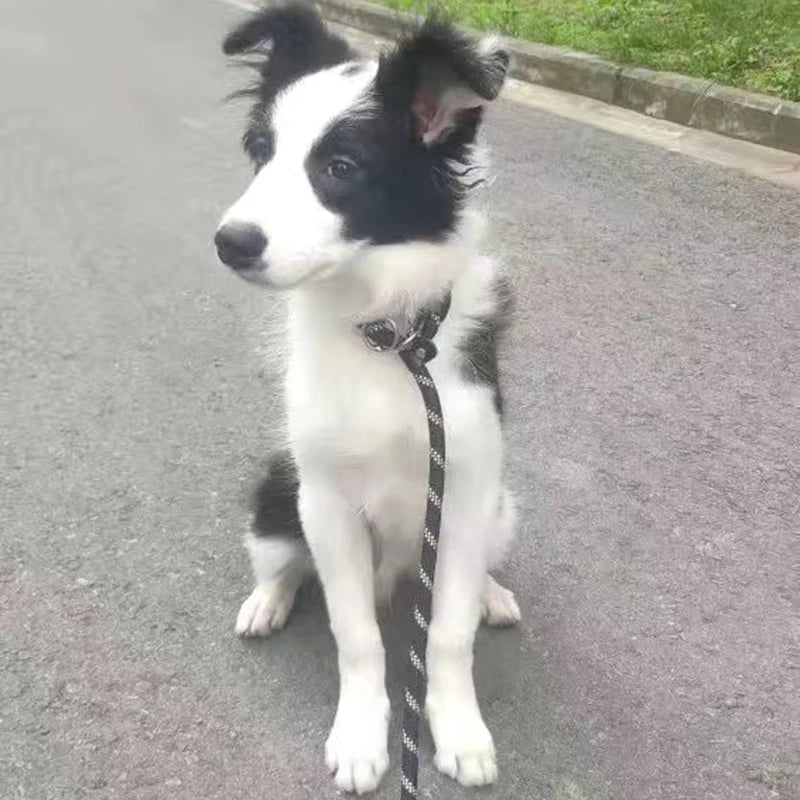 Laisse réfléchissante pour chien