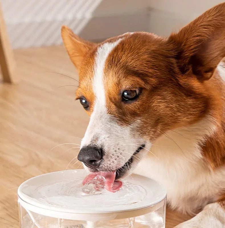 Fontaine à eau électrique silencieuse USB pour animaux de compagnie 1 L